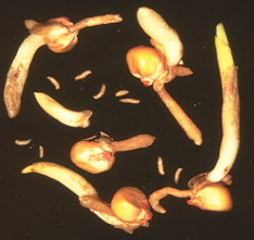 
          Mouche des semis