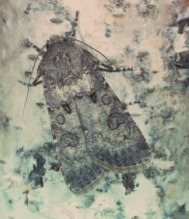 
          Noctuelle des moissons