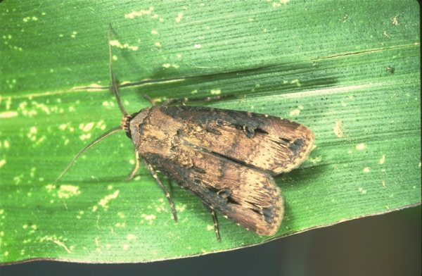 
          Noctuelle ipsilon