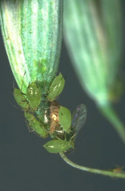 
          Puceron des épis de céréales