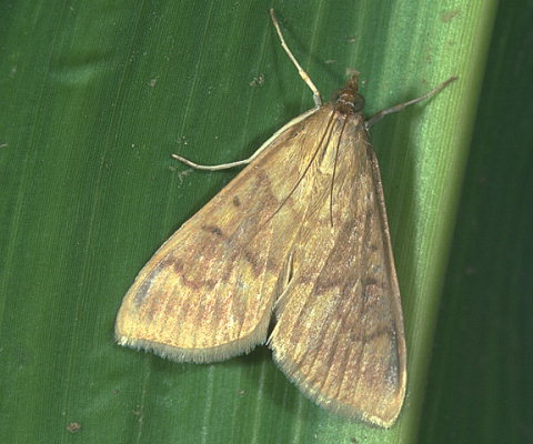 
          Pyrale