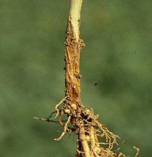 
          Rhizoctone sur soja