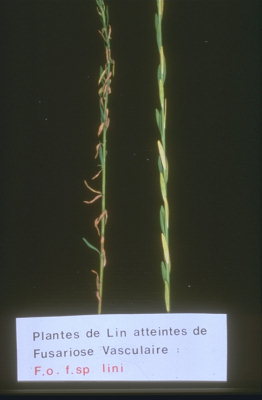 
          Fusariose