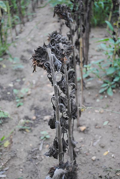 
          Phoma du tournesol