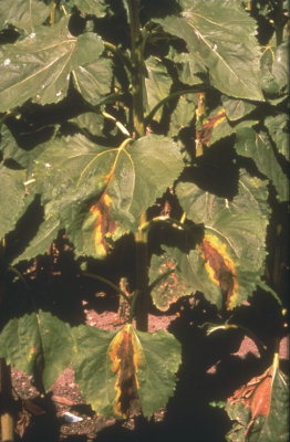 
          Phomopsis du Tournesol