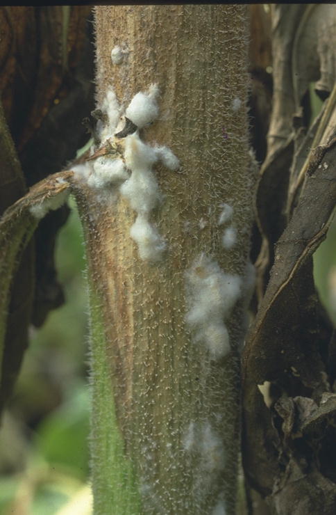 
          Sclérotinia du tournesol