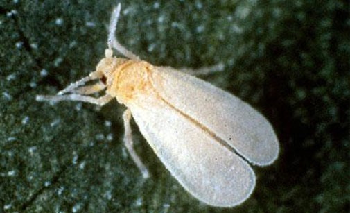 
          Aleurode des serres