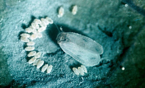 
          Aleurode du tabac