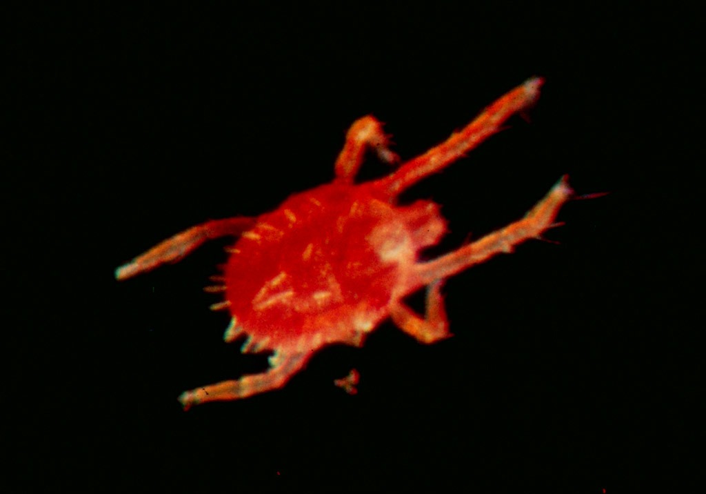 
          Araignée rouge 