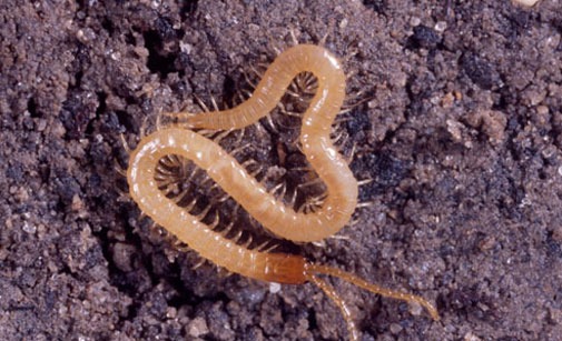 
          Blaniule