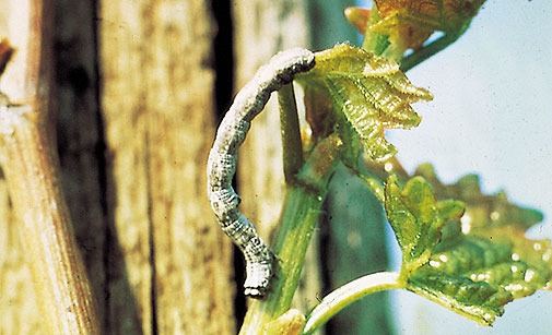 
          Boarmie des bourgeons