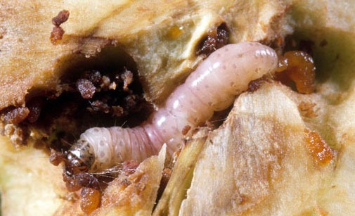 
          Carpocapse des pommes et des poires