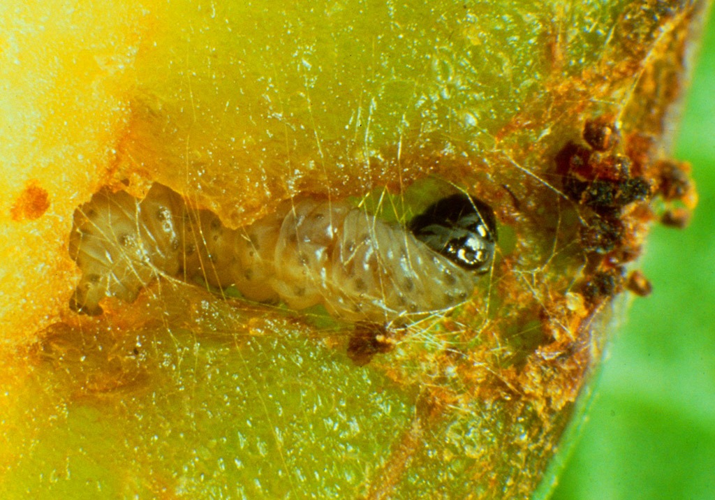 
          Carpocapse des prunes