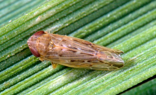 
          Cicadelle vectrice de la maladie des pieds chétifs