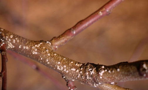 
          Cochenille du mûrier