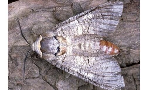 
          Cossus gâte-bois