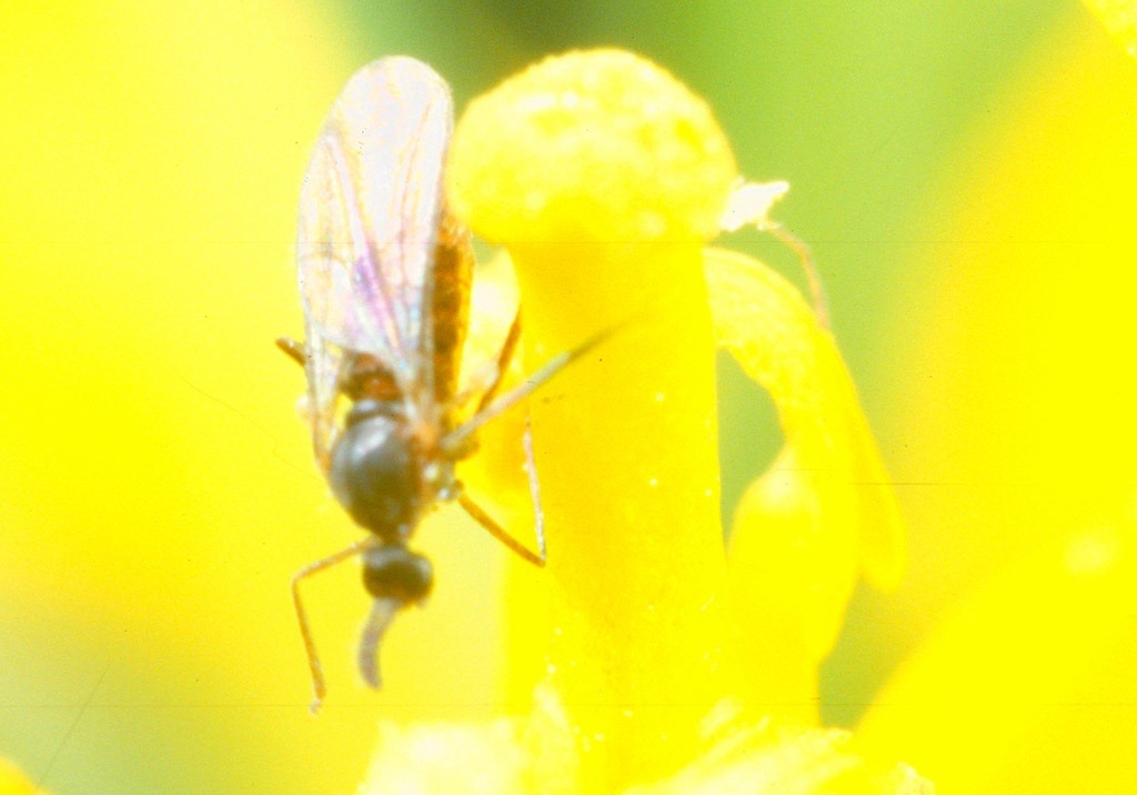 
          Cécidomyie des siliques des crucifères
