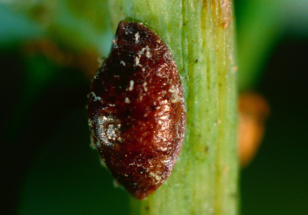 
          Lecanine du cornouiller et de la vigne en arboriculture