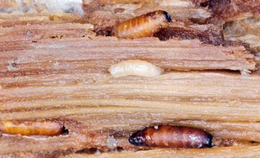 
          Mouche de l'asperge 