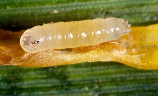 
          Mouche grise des céréales