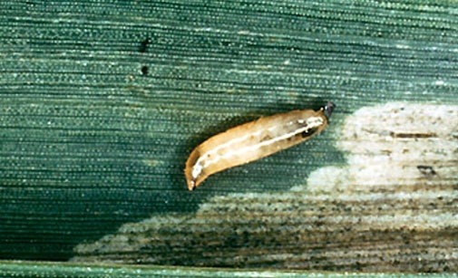
          Mouche mineuse des céréales