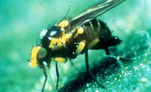 
          Mouche mineuse sud-américaine