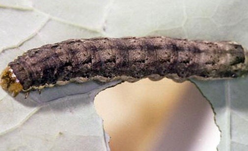 
          Noctuelle du chou 