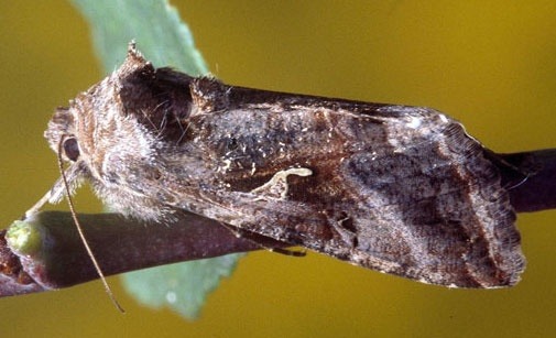 
          Noctuelle gamma 