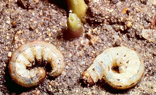 
          Noctuelle ponctuée 