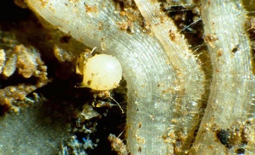 
          Les Nématodes