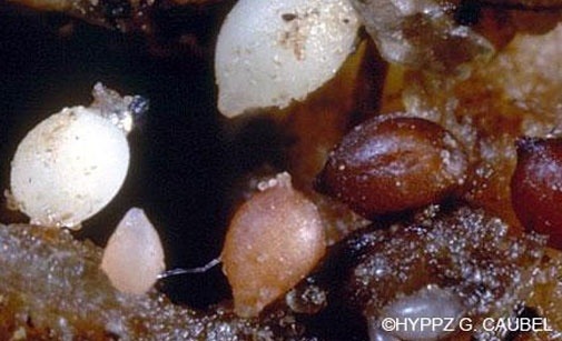 
          Nématode de la betterave