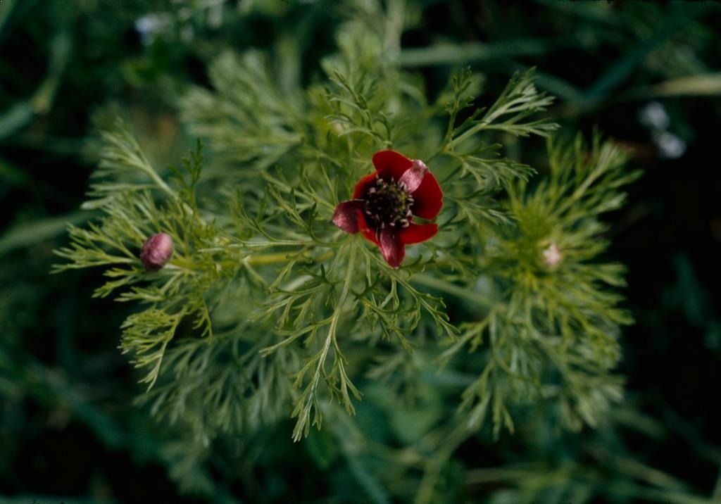 
          Adonis d'automne, Adonis goutte-de-sang