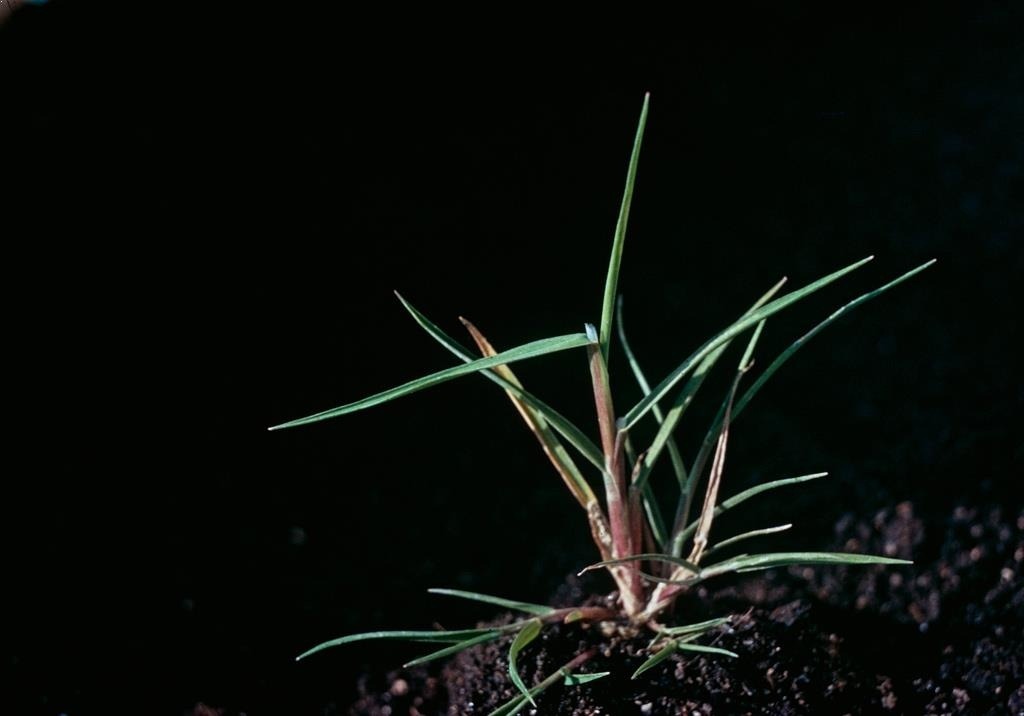 
          Agrostis stolonifère