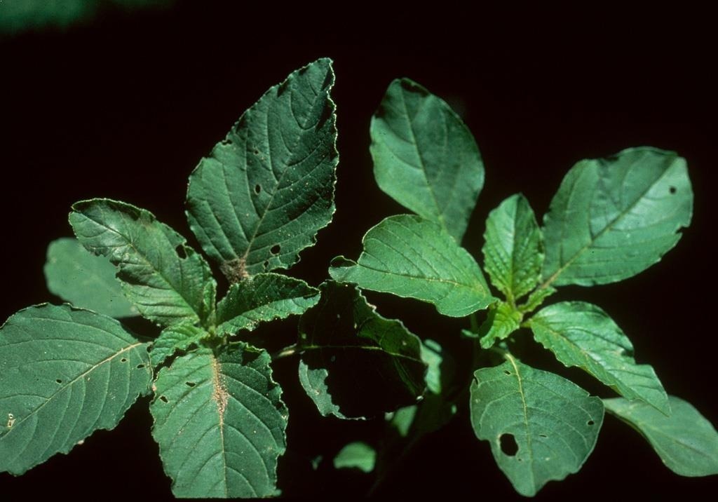 
          Amarante hybride