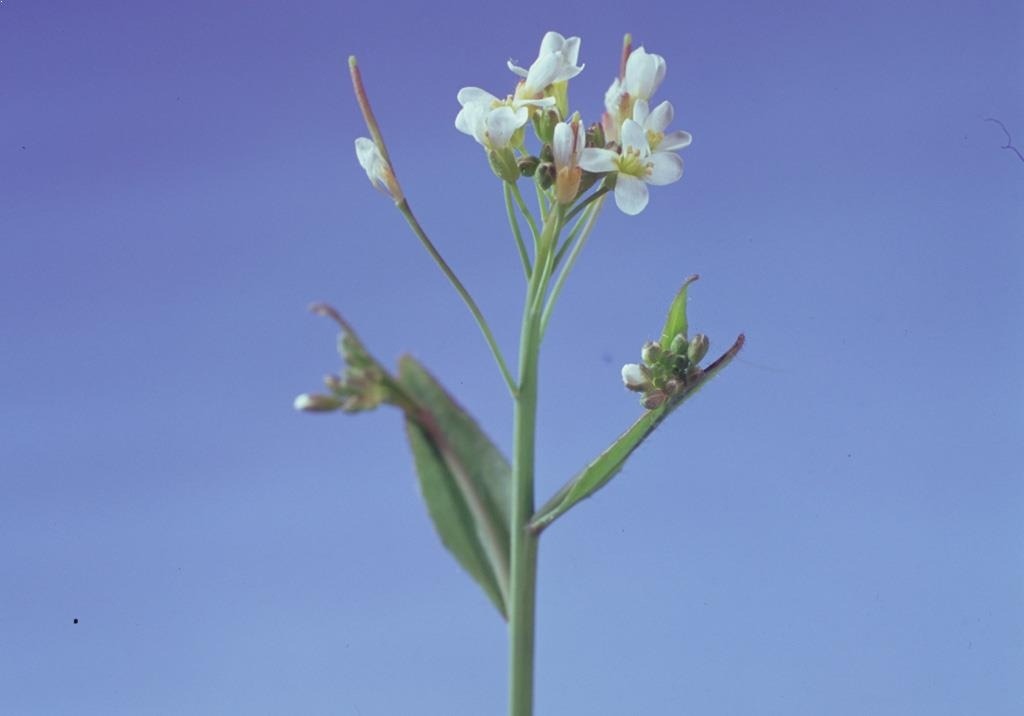 
          Arabette de Thalius