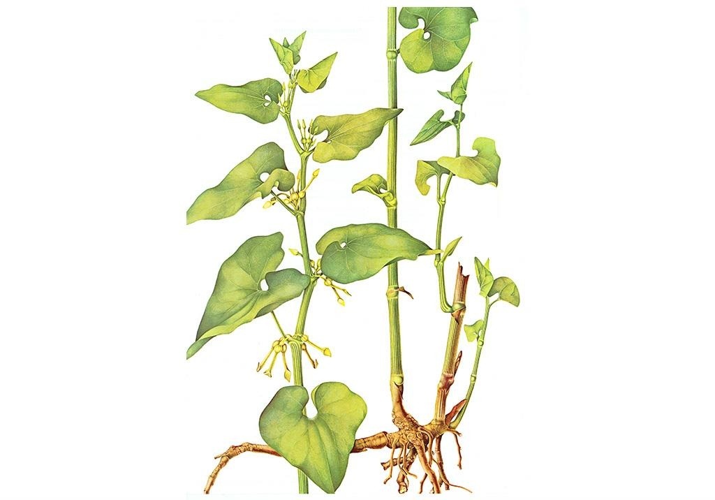 
          Aristoloche clématite