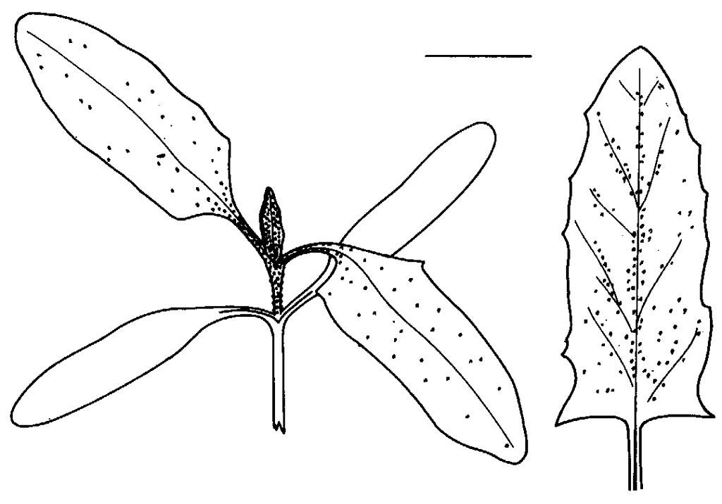 
          Arroche hastée