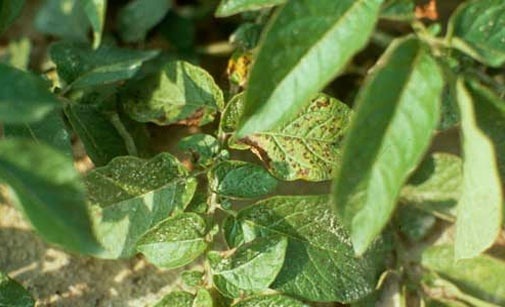 
          Alternariose de la pomme de terre