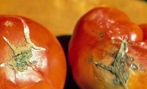 
          Alternariose de la tomate et pourriture des fruits
