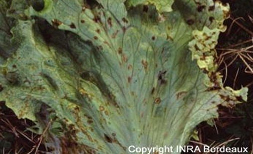 
          Anthracnose de la salade