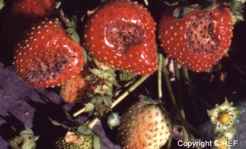 
          Anthracnose du fraisier
