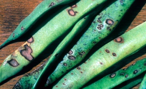 
          Anthracnose du haricot