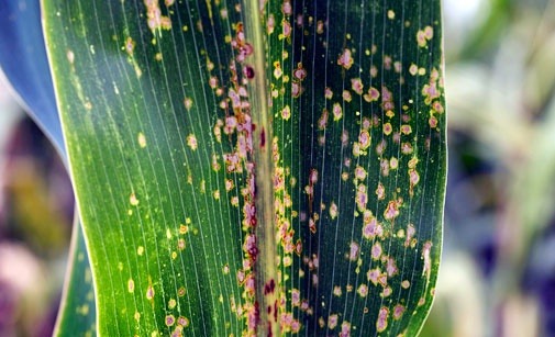
          Anthracnose du maïs