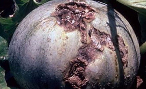 
          Anthracnose du melon