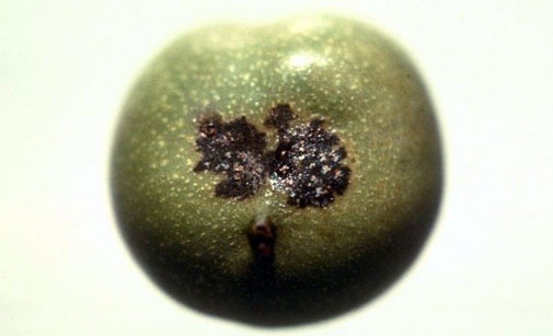 
          Anthracnose du noyer