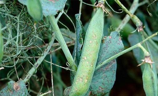 
          Anthracnose du pois de conserve