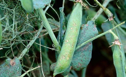 
          Anthracnose du pois protéagineux