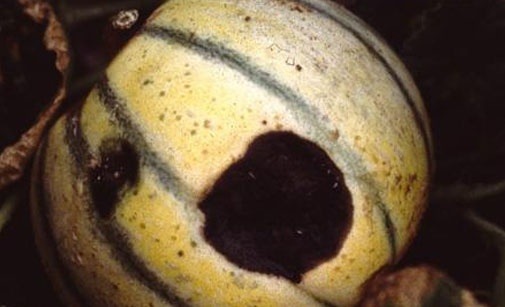 
          Bactériose du melon