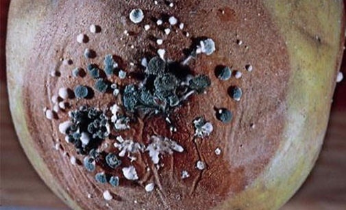 
          Botrytis de l'oeil