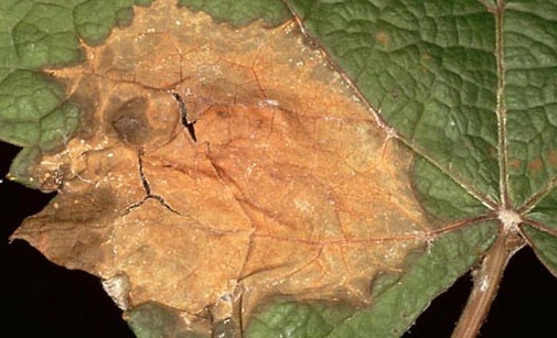 
          Botrytis de la vigne